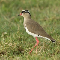 Czajka koroniasta - Vanellus coronatus - Crowned Lapwing