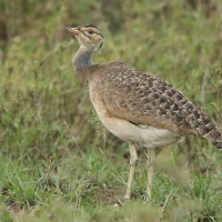 Dropik senegalski - Eupodotis senegalensis - White-bellied Bustard