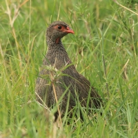 Szponiastonóg czerwonogardły - Pternistis afer - Red-necked Spurfowl
