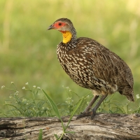Szponiastonóg żółtogardły - Pternistis leucoscepus - Yellow-necked Spurfowl