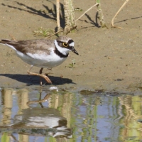 Sieweczka rzeczna - Charadrius dubius - Little Ringed Plover