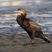 Kormoran przylądkowy - Phalacrocorax capensis - Cape Cormorant