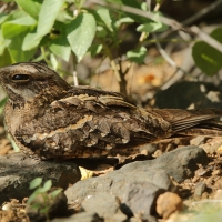Lelek wysmukły - Caprimulgus clarus - Slender-tailed Nightjar