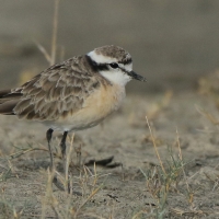 Sieweczka piaskowa - Charadrius pecuarius - Kittlitz's Plover