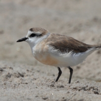 Sieweczka białoczelna - Charadrius marginatus - White-fronted Plover