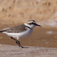 Sieweczka morska - Kentish Plover