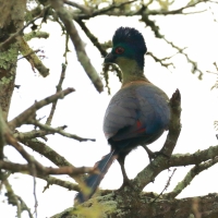 Turak rdzawy - Gallirex porphyreolophus - Purple-crested Turaco