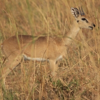 Antylopa oribi w Parku Narodowym Murchison Falls.