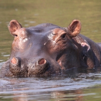 Hipopotam w Parku Narodowym Murchison Falls.