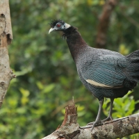 Perlica czubata - Guttera pucherani - Kenya Guineafowl