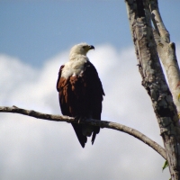 Rybożer afrykański- African Fish Eagle