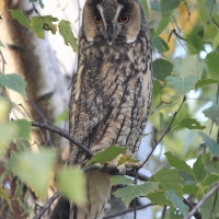 Uszatka - Asio otus - Long-eared Owl