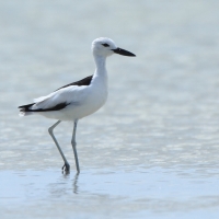 Krabożer - Dromas ardeola - Crab-plover