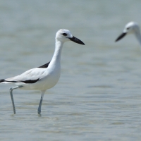 Krabożer - Dromas ardeola - Crab-plover