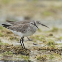 Biegus krzywodzioby - Calidris ferruginea - Curlew Sandpiper