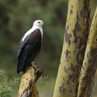 Rybożer afrykański- African Fish Eagle