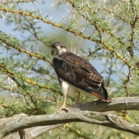Myszołów białobrzuchy - Buteo augur - Augur Buzzard