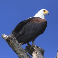 Rybożer afrykański- African Fish Eagle