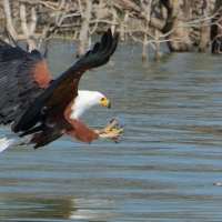 Rybożer afrykański- African Fish Eagle