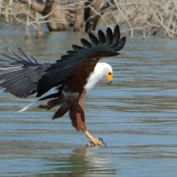 Rybożer afrykański- African Fish Eagle