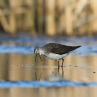 Samotnik - Tringa ochropus - Green Sandpiper