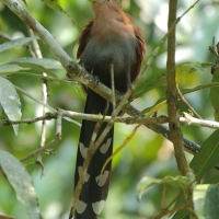 Rudzianka wielka - Squirrel Cuckoo