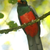 Trogon krasnodzioby - Trogon massena - Slaty-tailed Trogon