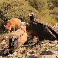 Sęp kasztanowaty - Aegypius monachus - Black Vulture