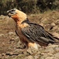 Orłosęp - Gypaetus barbatus - Bearded Vulture