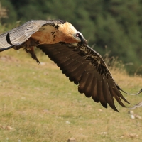 Orłosęp - Gypaetus barbatus - Bearded Vulture