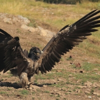 Orłosęp - Gypaetus barbatus - Bearded Vulture
