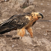 Orłosęp - Gypaetus barbatus - Bearded Vulture