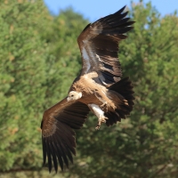 Sęp płowy - Gyps fulvus - Griffon Vulture
