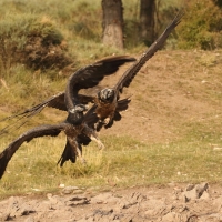 Orłosęp - Gypaetus barbatus - Bearded Vulture