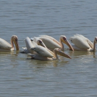 Pelikan różowy - Pelecanus onocrotalus - Great White Pelican