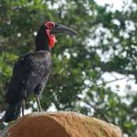 Dzioboróg kafryjski - Bucorvus leadbeateri - Southern Ground Hornbill