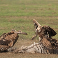 Sęp plamisty - Gyps rueppelli - Rüppell's Vulture