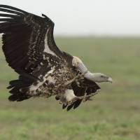 Sęp plamisty - Gyps rueppelli - Rüppell's Vulture