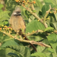 Czepiga rudawa - Colius striatus - Speckled Mousebird