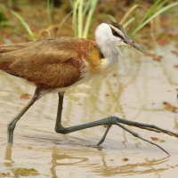 Długoszpon afrykański - Actophilornis africanus - African Jacana