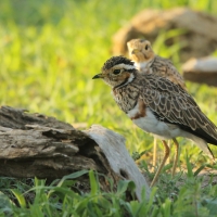Nocobieg ozdobny - Rhinoptilus cinctus - Three-banded Courser
