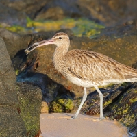 Kulik mniejszy - Numenius phaeopus - Whimbrel