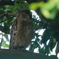 Ketupa bosonoga - Ketupa zeylonensis - Brown Fish Owl