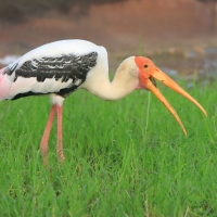 Dławigad indyjski - Mycteria leucocephala - Painted Stork