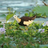 Długoszpon chiński - Hydrophasianus chirurgus - Pheasant-tailed Jacana