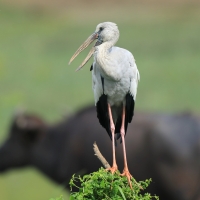 Kleszczak azjatycki - Anastomus oscitans - Asian Openbill
