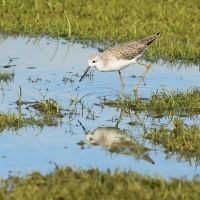 Brodziec pławny - Tringa stagnatilis - Marsh Sandpiper