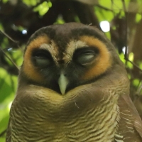 Puszczyk brunatny - Strix leptogrammica - Brown Wood Owl