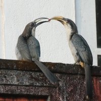 Dzioborożec cejloński - Ocyceros gingalensis - Sri Lanka Grey Hornbill