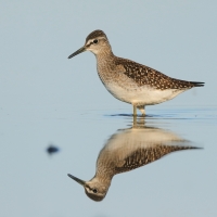 Łęczak - Tringa glareola - Wood Sandpiper